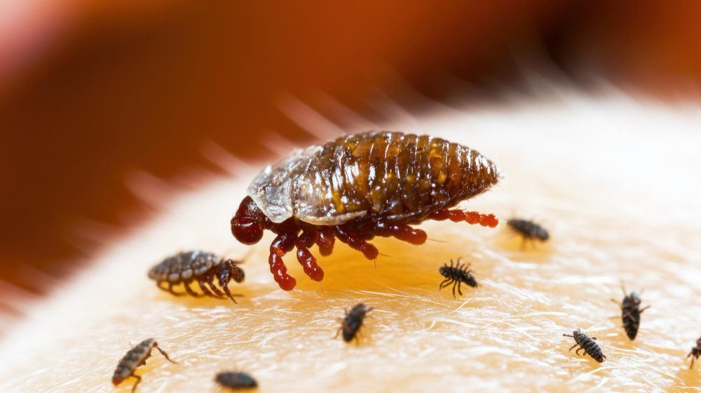 Dowiedz się, skąd biorą się pchły w domu, jak je rozpoznać oraz jak skutecznie i bezpiecznie pozbyć się ich bez stresu.