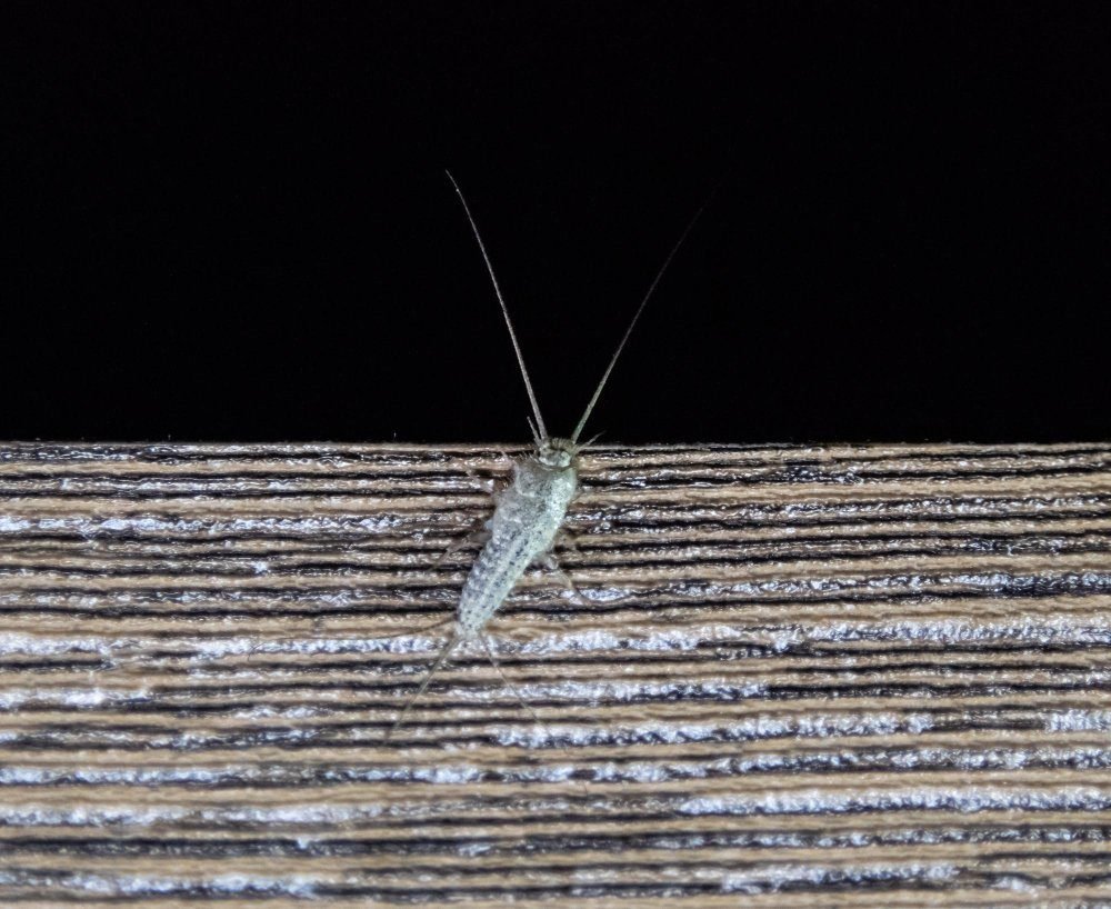 Pozbądź się rybików raz na dobre. Profesjonalna dezynsekcja łazienki i kuchni eliminuje źródło problemu i zapewnia długotrwały efekt.