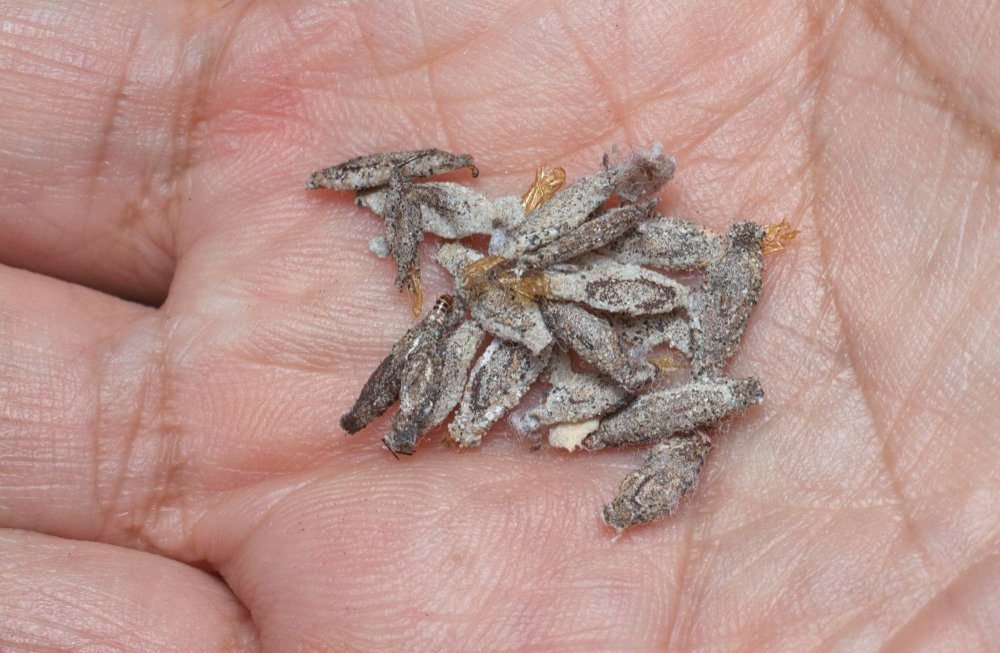 Sklepowe pułapki na mole dają złudne efekty przy większej infestacji. Sprawdź, dlaczego nie eliminują larw i źródła problemu.