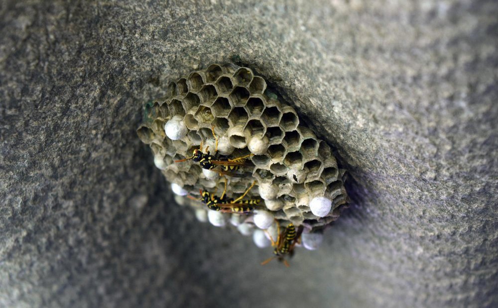 Gniazdo os lub szerszeni przy domu to poważne zagrożenie. Dowiedz się, dlaczego samodzielne usuwanie bywa niebezpieczne i kiedy warto zadzwonić do specjalistów.